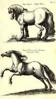 An illustration from Historiae naturalis de quadrupetibus libri : cum aeneis figuris; [Historiae naturalis de serpentibus libri II ; Historiae naturalis de insectis libri III ; Historiae naturalis de exanguibus aquaticis libri IV ; Historiae naturalis de piscibus et cetis libri V ; Historiae naturalis de avibus libri VI] (1650)