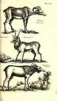 An illustration from Historiae naturalis de quadrupetibus libri : cum aeneis figuris; [Historiae naturalis de serpentibus libri II ; Historiae naturalis de insectis libri III ; Historiae naturalis de exanguibus aquaticis libri IV ; Historiae naturalis de piscibus et cetis libri V ; Historiae naturalis de avibus libri VI] (1650)
