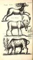 An illustration from Historiae naturalis de quadrupetibus libri : cum aeneis figuris; [Historiae naturalis de serpentibus libri II ; Historiae naturalis de insectis libri III ; Historiae naturalis de exanguibus aquaticis libri IV ; Historiae naturalis de piscibus et cetis libri V ; Historiae naturalis de avibus libri VI] (1650)
