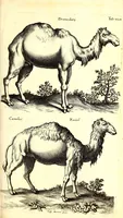 An illustration from Historiae naturalis de quadrupetibus libri : cum aeneis figuris; [Historiae naturalis de serpentibus libri II ; Historiae naturalis de insectis libri III ; Historiae naturalis de exanguibus aquaticis libri IV ; Historiae naturalis de piscibus et cetis libri V ; Historiae naturalis de avibus libri VI] (1650)