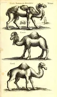 An illustration from Historiae naturalis de quadrupetibus libri : cum aeneis figuris; [Historiae naturalis de serpentibus libri II ; Historiae naturalis de insectis libri III ; Historiae naturalis de exanguibus aquaticis libri IV ; Historiae naturalis de piscibus et cetis libri V ; Historiae naturalis de avibus libri VI] (1650)