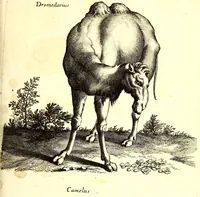 An illustration from Historiae naturalis de quadrupetibus libri : cum aeneis figuris; [Historiae naturalis de serpentibus libri II ; Historiae naturalis de insectis libri III ; Historiae naturalis de exanguibus aquaticis libri IV ; Historiae naturalis de piscibus et cetis libri V ; Historiae naturalis de avibus libri VI] (1650)