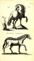An illustration from Historiae naturalis de quadrupetibus libri : cum aeneis figuris; [Historiae naturalis de serpentibus libri II ; Historiae naturalis de insectis libri III ; Historiae naturalis de exanguibus aquaticis libri IV ; Historiae naturalis de piscibus et cetis libri V ; Historiae naturalis de avibus libri VI] (1650)