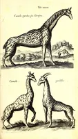 An illustration from Historiae naturalis de quadrupetibus libri : cum aeneis figuris; [Historiae naturalis de serpentibus libri II ; Historiae naturalis de insectis libri III ; Historiae naturalis de exanguibus aquaticis libri IV ; Historiae naturalis de piscibus et cetis libri V ; Historiae naturalis de avibus libri VI] (1650)