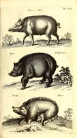 An illustration from Historiae naturalis de quadrupetibus libri : cum aeneis figuris; [Historiae naturalis de serpentibus libri II ; Historiae naturalis de insectis libri III ; Historiae naturalis de exanguibus aquaticis libri IV ; Historiae naturalis de piscibus et cetis libri V ; Historiae naturalis de avibus libri VI] (1650)