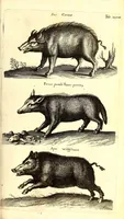 An illustration from Historiae naturalis de quadrupetibus libri : cum aeneis figuris; [Historiae naturalis de serpentibus libri II ; Historiae naturalis de insectis libri III ; Historiae naturalis de exanguibus aquaticis libri IV ; Historiae naturalis de piscibus et cetis libri V ; Historiae naturalis de avibus libri VI] (1650)