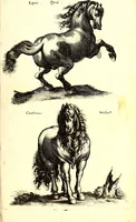 An illustration from Historiae naturalis de quadrupetibus libri : cum aeneis figuris; [Historiae naturalis de serpentibus libri II ; Historiae naturalis de insectis libri III ; Historiae naturalis de exanguibus aquaticis libri IV ; Historiae naturalis de piscibus et cetis libri V ; Historiae naturalis de avibus libri VI] (1650)