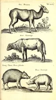 An illustration from Historiae naturalis de quadrupetibus libri : cum aeneis figuris; [Historiae naturalis de serpentibus libri II ; Historiae naturalis de insectis libri III ; Historiae naturalis de exanguibus aquaticis libri IV ; Historiae naturalis de piscibus et cetis libri V ; Historiae naturalis de avibus libri VI] (1650)