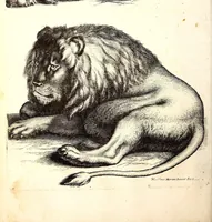 An illustration from Historiae naturalis de quadrupetibus libri : cum aeneis figuris; [Historiae naturalis de serpentibus libri II ; Historiae naturalis de insectis libri III ; Historiae naturalis de exanguibus aquaticis libri IV ; Historiae naturalis de piscibus et cetis libri V ; Historiae naturalis de avibus libri VI] (1650)