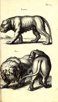 An illustration from Historiae naturalis de quadrupetibus libri : cum aeneis figuris; [Historiae naturalis de serpentibus libri II ; Historiae naturalis de insectis libri III ; Historiae naturalis de exanguibus aquaticis libri IV ; Historiae naturalis de piscibus et cetis libri V ; Historiae naturalis de avibus libri VI] (1650)