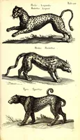 An illustration from Historiae naturalis de quadrupetibus libri : cum aeneis figuris; [Historiae naturalis de serpentibus libri II ; Historiae naturalis de insectis libri III ; Historiae naturalis de exanguibus aquaticis libri IV ; Historiae naturalis de piscibus et cetis libri V ; Historiae naturalis de avibus libri VI] (1650)