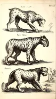 An illustration from Historiae naturalis de quadrupetibus libri : cum aeneis figuris; [Historiae naturalis de serpentibus libri II ; Historiae naturalis de insectis libri III ; Historiae naturalis de exanguibus aquaticis libri IV ; Historiae naturalis de piscibus et cetis libri V ; Historiae naturalis de avibus libri VI] (1650)