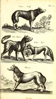 An illustration from Historiae naturalis de quadrupetibus libri : cum aeneis figuris; [Historiae naturalis de serpentibus libri II ; Historiae naturalis de insectis libri III ; Historiae naturalis de exanguibus aquaticis libri IV ; Historiae naturalis de piscibus et cetis libri V ; Historiae naturalis de avibus libri VI] (1650)