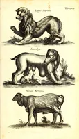 An illustration from Historiae naturalis de quadrupetibus libri : cum aeneis figuris; [Historiae naturalis de serpentibus libri II ; Historiae naturalis de insectis libri III ; Historiae naturalis de exanguibus aquaticis libri IV ; Historiae naturalis de piscibus et cetis libri V ; Historiae naturalis de avibus libri VI] (1650)