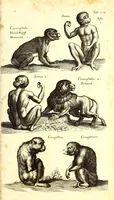 An illustration from Historiae naturalis de quadrupetibus libri : cum aeneis figuris; [Historiae naturalis de serpentibus libri II ; Historiae naturalis de insectis libri III ; Historiae naturalis de exanguibus aquaticis libri IV ; Historiae naturalis de piscibus et cetis libri V ; Historiae naturalis de avibus libri VI] (1650)