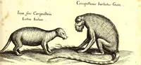 An illustration from Historiae naturalis de quadrupetibus libri : cum aeneis figuris; [Historiae naturalis de serpentibus libri II ; Historiae naturalis de insectis libri III ; Historiae naturalis de exanguibus aquaticis libri IV ; Historiae naturalis de piscibus et cetis libri V ; Historiae naturalis de avibus libri VI] (1650)