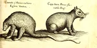 An illustration from Historiae naturalis de quadrupetibus libri : cum aeneis figuris; [Historiae naturalis de serpentibus libri II ; Historiae naturalis de insectis libri III ; Historiae naturalis de exanguibus aquaticis libri IV ; Historiae naturalis de piscibus et cetis libri V ; Historiae naturalis de avibus libri VI] (1650)