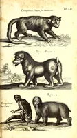 An illustration from Historiae naturalis de quadrupetibus libri : cum aeneis figuris; [Historiae naturalis de serpentibus libri II ; Historiae naturalis de insectis libri III ; Historiae naturalis de exanguibus aquaticis libri IV ; Historiae naturalis de piscibus et cetis libri V ; Historiae naturalis de avibus libri VI] (1650)