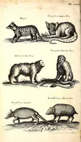 An illustration from Historiae naturalis de quadrupetibus libri : cum aeneis figuris; [Historiae naturalis de serpentibus libri II ; Historiae naturalis de insectis libri III ; Historiae naturalis de exanguibus aquaticis libri IV ; Historiae naturalis de piscibus et cetis libri V ; Historiae naturalis de avibus libri VI] (1650)