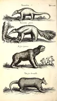 An illustration from Historiae naturalis de quadrupetibus libri : cum aeneis figuris; [Historiae naturalis de serpentibus libri II ; Historiae naturalis de insectis libri III ; Historiae naturalis de exanguibus aquaticis libri IV ; Historiae naturalis de piscibus et cetis libri V ; Historiae naturalis de avibus libri VI] (1650)