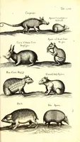 An illustration from Historiae naturalis de quadrupetibus libri : cum aeneis figuris; [Historiae naturalis de serpentibus libri II ; Historiae naturalis de insectis libri III ; Historiae naturalis de exanguibus aquaticis libri IV ; Historiae naturalis de piscibus et cetis libri V ; Historiae naturalis de avibus libri VI] (1650)