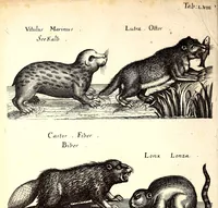 An illustration from Historiae naturalis de quadrupetibus libri : cum aeneis figuris; [Historiae naturalis de serpentibus libri II ; Historiae naturalis de insectis libri III ; Historiae naturalis de exanguibus aquaticis libri IV ; Historiae naturalis de piscibus et cetis libri V ; Historiae naturalis de avibus libri VI] (1650)