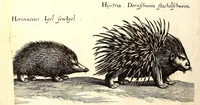 An illustration from Historiae naturalis de quadrupetibus libri : cum aeneis figuris; [Historiae naturalis de serpentibus libri II ; Historiae naturalis de insectis libri III ; Historiae naturalis de exanguibus aquaticis libri IV ; Historiae naturalis de piscibus et cetis libri V ; Historiae naturalis de avibus libri VI] (1650)