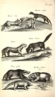 An illustration from Historiae naturalis de quadrupetibus libri : cum aeneis figuris; [Historiae naturalis de serpentibus libri II ; Historiae naturalis de insectis libri III ; Historiae naturalis de exanguibus aquaticis libri IV ; Historiae naturalis de piscibus et cetis libri V ; Historiae naturalis de avibus libri VI] (1650)
