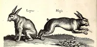 An illustration from Historiae naturalis de quadrupetibus libri : cum aeneis figuris; [Historiae naturalis de serpentibus libri II ; Historiae naturalis de insectis libri III ; Historiae naturalis de exanguibus aquaticis libri IV ; Historiae naturalis de piscibus et cetis libri V ; Historiae naturalis de avibus libri VI] (1650)