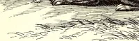 An illustration from Historiae naturalis de quadrupetibus libri : cum aeneis figuris; [Historiae naturalis de serpentibus libri II ; Historiae naturalis de insectis libri III ; Historiae naturalis de exanguibus aquaticis libri IV ; Historiae naturalis de piscibus et cetis libri V ; Historiae naturalis de avibus libri VI] (1650)