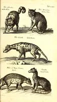 An illustration from Historiae naturalis de quadrupetibus libri : cum aeneis figuris; [Historiae naturalis de serpentibus libri II ; Historiae naturalis de insectis libri III ; Historiae naturalis de exanguibus aquaticis libri IV ; Historiae naturalis de piscibus et cetis libri V ; Historiae naturalis de avibus libri VI] (1650)