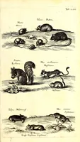 An illustration from Historiae naturalis de quadrupetibus libri : cum aeneis figuris; [Historiae naturalis de serpentibus libri II ; Historiae naturalis de insectis libri III ; Historiae naturalis de exanguibus aquaticis libri IV ; Historiae naturalis de piscibus et cetis libri V ; Historiae naturalis de avibus libri VI] (1650)