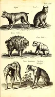 An illustration from Historiae naturalis de quadrupetibus libri : cum aeneis figuris; [Historiae naturalis de serpentibus libri II ; Historiae naturalis de insectis libri III ; Historiae naturalis de exanguibus aquaticis libri IV ; Historiae naturalis de piscibus et cetis libri V ; Historiae naturalis de avibus libri VI] (1650)