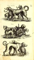 An illustration from Historiae naturalis de quadrupetibus libri : cum aeneis figuris; [Historiae naturalis de serpentibus libri II ; Historiae naturalis de insectis libri III ; Historiae naturalis de exanguibus aquaticis libri IV ; Historiae naturalis de piscibus et cetis libri V ; Historiae naturalis de avibus libri VI] (1650)