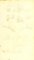An illustration from Historiae naturalis de quadrupetibus libri : cum aeneis figuris; [Historiae naturalis de serpentibus libri II ; Historiae naturalis de insectis libri III ; Historiae naturalis de exanguibus aquaticis libri IV ; Historiae naturalis de piscibus et cetis libri V ; Historiae naturalis de avibus libri VI] (1650)