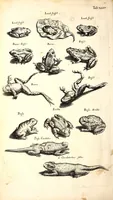 An illustration from Historiae naturalis de quadrupetibus libri : cum aeneis figuris; [Historiae naturalis de serpentibus libri II ; Historiae naturalis de insectis libri III ; Historiae naturalis de exanguibus aquaticis libri IV ; Historiae naturalis de piscibus et cetis libri V ; Historiae naturalis de avibus libri VI] (1650)