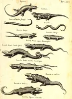 An illustration from Historiae naturalis de quadrupetibus libri : cum aeneis figuris; [Historiae naturalis de serpentibus libri II ; Historiae naturalis de insectis libri III ; Historiae naturalis de exanguibus aquaticis libri IV ; Historiae naturalis de piscibus et cetis libri V ; Historiae naturalis de avibus libri VI] (1650)