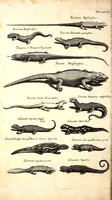 An illustration from Historiae naturalis de quadrupetibus libri : cum aeneis figuris; [Historiae naturalis de serpentibus libri II ; Historiae naturalis de insectis libri III ; Historiae naturalis de exanguibus aquaticis libri IV ; Historiae naturalis de piscibus et cetis libri V ; Historiae naturalis de avibus libri VI] (1650)