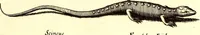 An illustration from Historiae naturalis de quadrupetibus libri : cum aeneis figuris; [Historiae naturalis de serpentibus libri II ; Historiae naturalis de insectis libri III ; Historiae naturalis de exanguibus aquaticis libri IV ; Historiae naturalis de piscibus et cetis libri V ; Historiae naturalis de avibus libri VI] (1650)