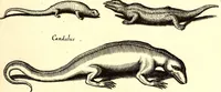 An illustration from Historiae naturalis de quadrupetibus libri : cum aeneis figuris; [Historiae naturalis de serpentibus libri II ; Historiae naturalis de insectis libri III ; Historiae naturalis de exanguibus aquaticis libri IV ; Historiae naturalis de piscibus et cetis libri V ; Historiae naturalis de avibus libri VI] (1650)