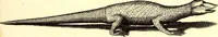 An illustration from Historiae naturalis de quadrupetibus libri : cum aeneis figuris; [Historiae naturalis de serpentibus libri II ; Historiae naturalis de insectis libri III ; Historiae naturalis de exanguibus aquaticis libri IV ; Historiae naturalis de piscibus et cetis libri V ; Historiae naturalis de avibus libri VI] (1650)