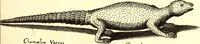 An illustration from Historiae naturalis de quadrupetibus libri : cum aeneis figuris; [Historiae naturalis de serpentibus libri II ; Historiae naturalis de insectis libri III ; Historiae naturalis de exanguibus aquaticis libri IV ; Historiae naturalis de piscibus et cetis libri V ; Historiae naturalis de avibus libri VI] (1650)