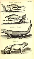 An illustration from Historiae naturalis de quadrupetibus libri : cum aeneis figuris; [Historiae naturalis de serpentibus libri II ; Historiae naturalis de insectis libri III ; Historiae naturalis de exanguibus aquaticis libri IV ; Historiae naturalis de piscibus et cetis libri V ; Historiae naturalis de avibus libri VI] (1650)