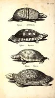 An illustration from Historiae naturalis de quadrupetibus libri : cum aeneis figuris; [Historiae naturalis de serpentibus libri II ; Historiae naturalis de insectis libri III ; Historiae naturalis de exanguibus aquaticis libri IV ; Historiae naturalis de piscibus et cetis libri V ; Historiae naturalis de avibus libri VI] (1650)