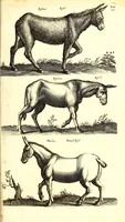 An illustration from Historiae naturalis de quadrupetibus libri : cum aeneis figuris; [Historiae naturalis de serpentibus libri II ; Historiae naturalis de insectis libri III ; Historiae naturalis de exanguibus aquaticis libri IV ; Historiae naturalis de piscibus et cetis libri V ; Historiae naturalis de avibus libri VI] (1650)