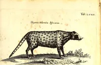 An illustration from Historiae naturalis de quadrupetibus libri : cum aeneis figuris; [Historiae naturalis de serpentibus libri II ; Historiae naturalis de insectis libri III ; Historiae naturalis de exanguibus aquaticis libri IV ; Historiae naturalis de piscibus et cetis libri V ; Historiae naturalis de avibus libri VI] (1650)