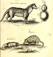 An illustration from Historiae naturalis de quadrupetibus libri : cum aeneis figuris; [Historiae naturalis de serpentibus libri II ; Historiae naturalis de insectis libri III ; Historiae naturalis de exanguibus aquaticis libri IV ; Historiae naturalis de piscibus et cetis libri V ; Historiae naturalis de avibus libri VI] (1650)
