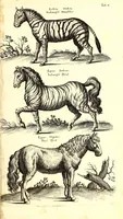 An illustration from Historiae naturalis de quadrupetibus libri : cum aeneis figuris; [Historiae naturalis de serpentibus libri II ; Historiae naturalis de insectis libri III ; Historiae naturalis de exanguibus aquaticis libri IV ; Historiae naturalis de piscibus et cetis libri V ; Historiae naturalis de avibus libri VI] (1650)