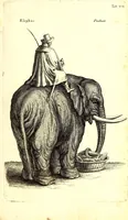 An illustration from Historiae naturalis de quadrupetibus libri : cum aeneis figuris; [Historiae naturalis de serpentibus libri II ; Historiae naturalis de insectis libri III ; Historiae naturalis de exanguibus aquaticis libri IV ; Historiae naturalis de piscibus et cetis libri V ; Historiae naturalis de avibus libri VI] (1650)