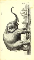 An illustration from Historiae naturalis de quadrupetibus libri : cum aeneis figuris; [Historiae naturalis de serpentibus libri II ; Historiae naturalis de insectis libri III ; Historiae naturalis de exanguibus aquaticis libri IV ; Historiae naturalis de piscibus et cetis libri V ; Historiae naturalis de avibus libri VI] (1650)